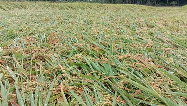 অতিবৃষ্টির কারণে জমিতে নষ্ট হচ্ছে পাকা ধান