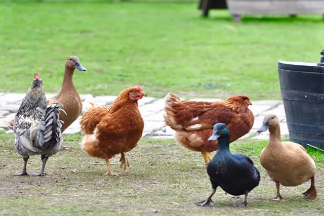 হাঁস না মুরগি, কার ডিম পুষ্টিকর?