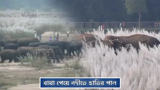 বাধা পেয়ে নদীতে হাতির পাল