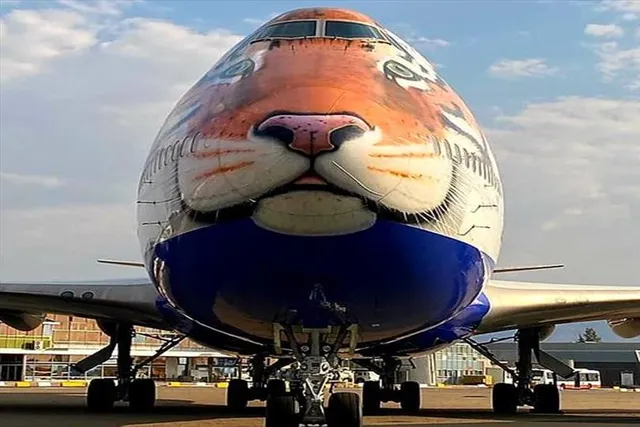 চিতাদের আনতে দক্ষিণ আফ্রিকায় উড়ে গেল 'ব্যাঘ্রমুখী' বিমান