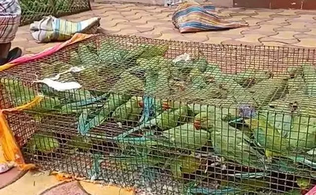 ১০০০টি প্রজাতির টিয়া উদ্ধার করল বনদপ্তর