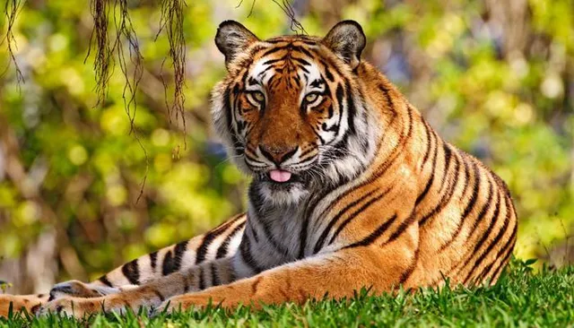 সোদপুরে বাঘের আতঙ্ক