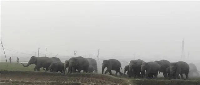 মেদিনীপুর জেলায় দাপাচ্ছে ৫০ টি হাতি, দেখুন ভিডিও