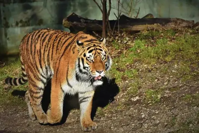 ফের বাঘ আতঙ্ক, এবার কোথায়?