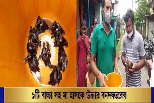নয়টি বাচ্চা সহ মা বালিহাঁসকে উদ্ধার করল পরিবেশপ্রেমীরা