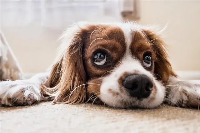 প্রথম পোষ্য ইনসিনারেটর স্থাপন হওয়া এখন সময়ের অপেক্ষা