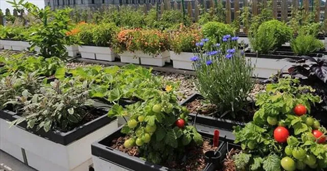 বাড়ির ছাদই হয়ে উঠুক সুবজ ক্ষেত