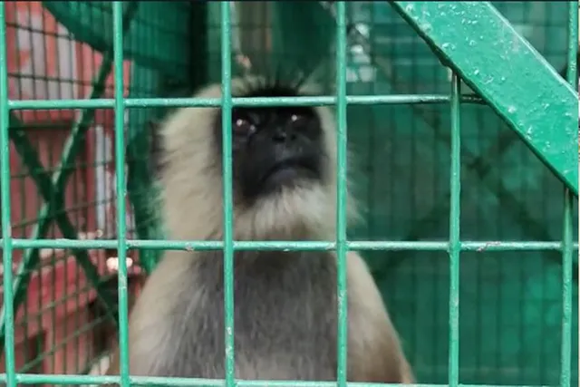 অসুস্থ বানরকে চিকিৎসার জন্য নিয়ে যাওয়া হল দুর্গাপুরের পশুপালন দফতরে