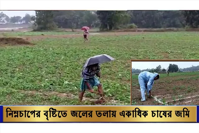 বৃষ্টির জলে ডুবেছে চাষের জমি, বিপাকে কৃষকরা