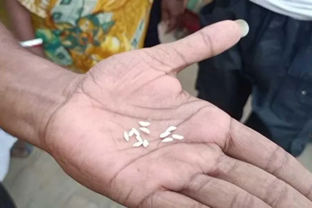 ফরটি ফায়েড চালকে প্লাস্টিকের চাল বলে দাবি!