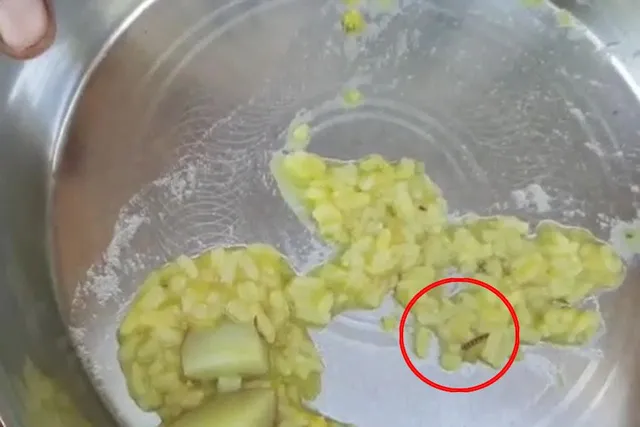 অঙ্গনওয়াড়ি কেন্দ্রের রান্না করা খিচুড়িতে কেন্নো