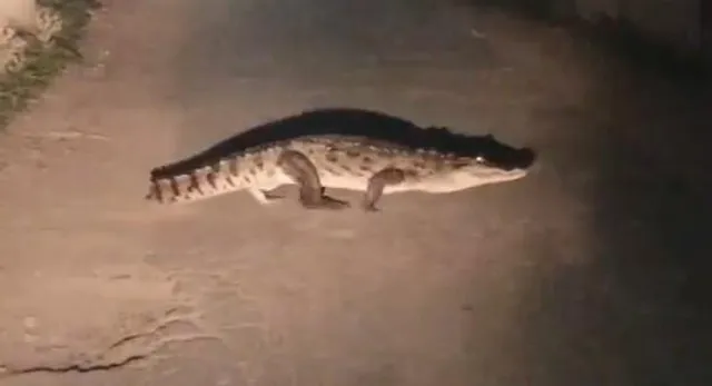 রাস্তায় অবাধে ঘুরছে কুমির, আতঙ্কে দিশেহারা বাসিন্দারা