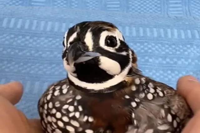 পাখির এমন কান্ড আপনি কখনও দেখেননি