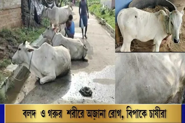 বলদ ও গরুর শরীরে অজানা রোগ, বিপাকে চাষীরা