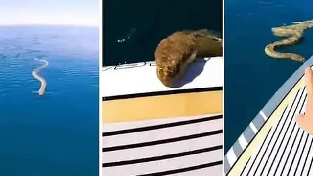 মাঝ সমুদ্রে মুখোমুখি সাপ!