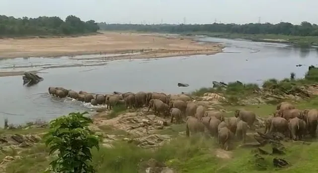 ঝাড়খণ্ডের মুসাবনি এলাকায় প্রায় ৭০ থেকে ৮০ টি হাতির সুবর্ণরেখা নদী পারাপার করার দৃশ্য