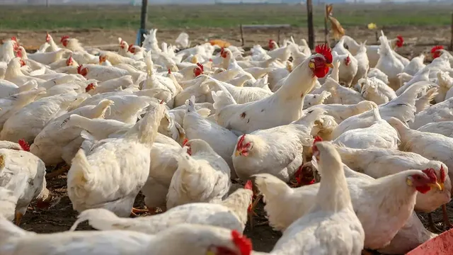 মহারাষ্ট্রে বাড়ছে বার্ড ফ্লু-র প্রকোপ