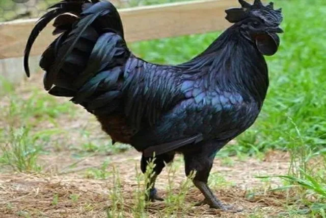কালো মুরগির পরিচর্যা সম্পর্কে জানুন