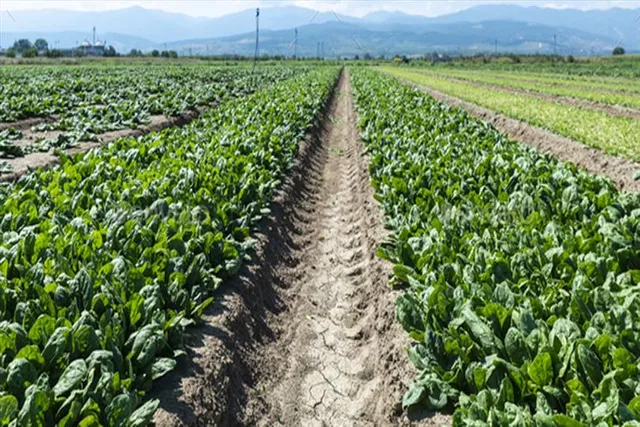 শীতের ''পালং শাক'' এবার বাড়িতেই