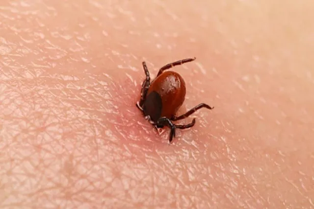 ভারতে বাড়ছে  স্ক্রাব টাইফাসের সংক্রমণ