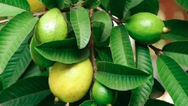 একটি ফলে মিলবে হাজারো সমস্যার সমাধান