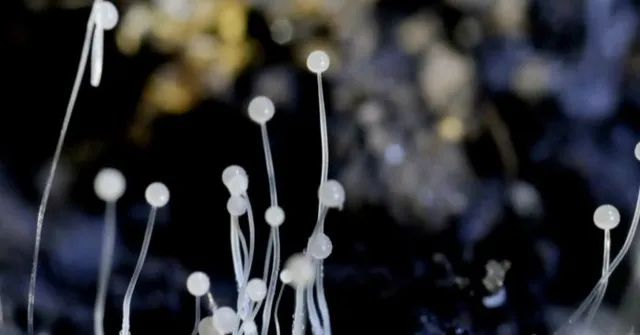 কাদের শরীরে থাবা বসাতে পারে 'ব্ল্যাক ফাঙ্গাস'?