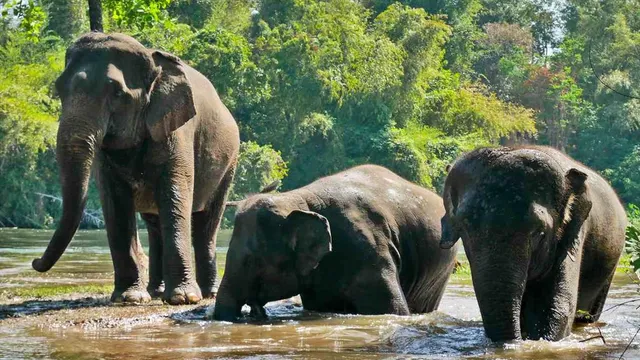 নতুন হাতি সংরক্ষণালয় পেতে চলেছে যোগী রাজ্যে