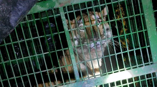 খাঁচাবন্দি রয়্যাল বেঙ্গল