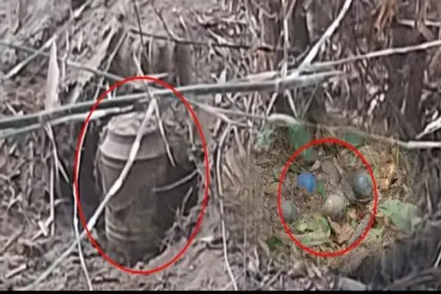 ফের ৪১ টি তাজা বোমা উদ্ধার মালদহে!