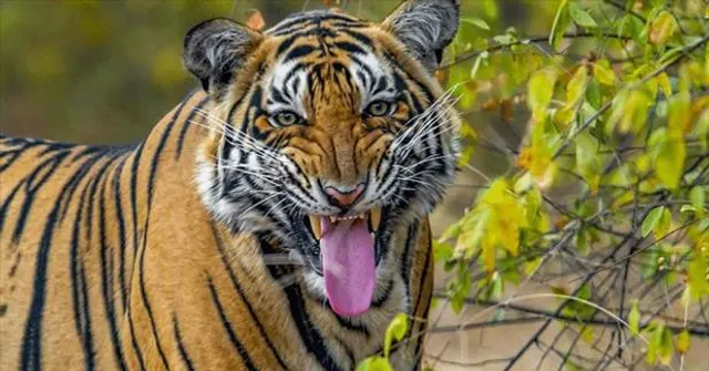 ফের বাঘের হানায় মৃত্যু মৎস্যজীবীর