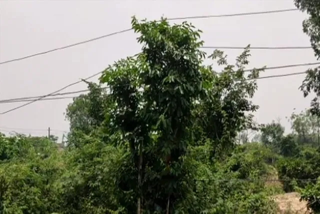 বিপদজনক ভাবে ঝুলছে বিদ্যুতের তার