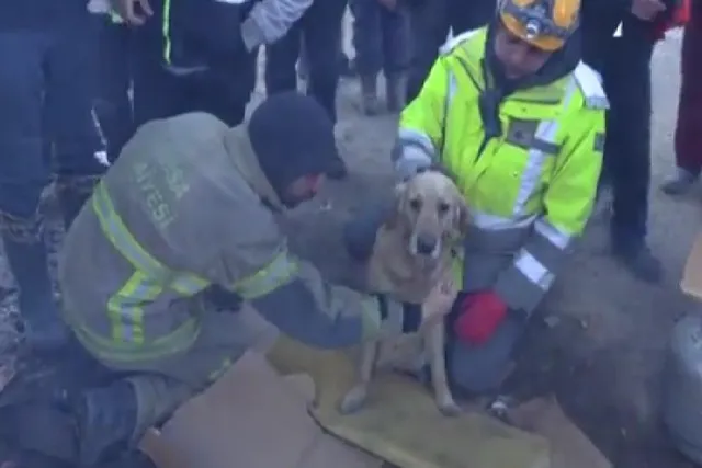 ধ্বংসস্তূপের নিচ থেকে উদ্ধার হল জীবন্ত কুকুর, দেখুন ভিডিও