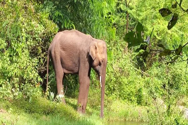 ফের তামিলনাড়ু-কেরল সীমান্তে হাতির মৃত্যু