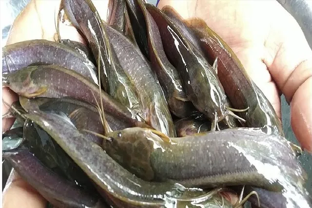 মুনাফা পেতে দ্রুত শুরু করুন জিওল মাছের চাষ