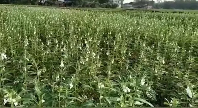 আবহাওয়ার খামখেয়ালীপনায় চরম ক্ষতির মুখে তিল চাষীরা