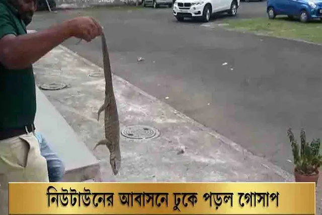 নিউটাউনের আবাসনে ঢুকে পড়ল গোসাপ, চাঞ্চল্য