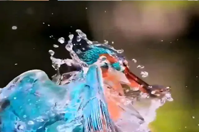 প্রথমবারেই শিকার, দেখুন ভিডিও