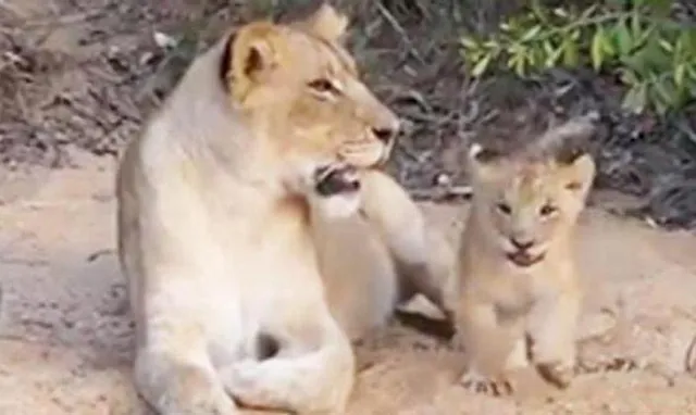 সর্বকালের সেরার তকমা পেল এই ভিডিও, দেখুন