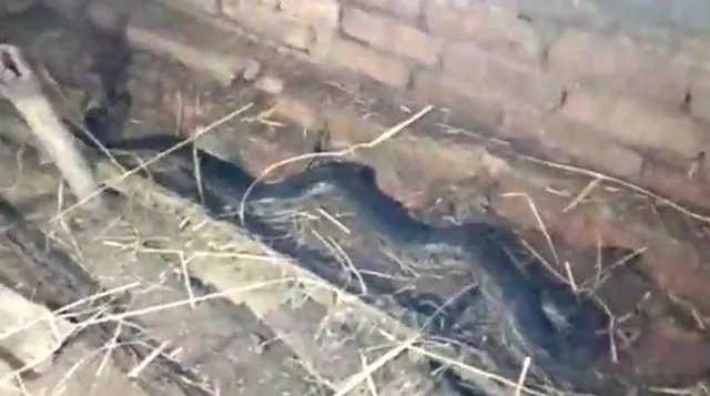 পশ্চিম বর্ধমানে বিশালাকার পাইথন উদ্ধার