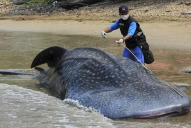 ভূমিকম্পের কারণে ইউরোপের সাইপ্রাসে ভেসে এল মৃত তিমির দল