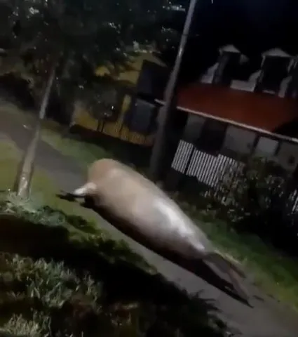 ইয়ানের তাণ্ডবে ফ্লোরিডার রাস্তায় ঘুরছে হাঙড়!