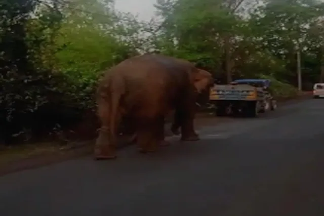 ঝাড়গ্রামের গড় শালবনি এলাকায় রাজ্য সড়কের ওপর হাতি, স্তব্ধ যানবাহন চলাচল