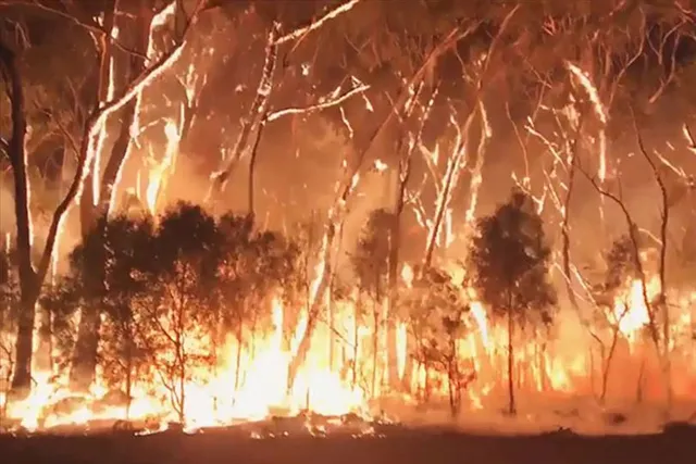 সিডনিতে প্রচণ্ড গরমের জেরে  দাবানলের আশঙ্কা