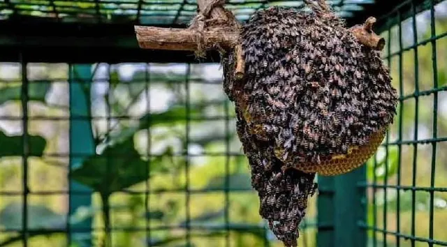 মৌমাছির হামলায় আহত ২০