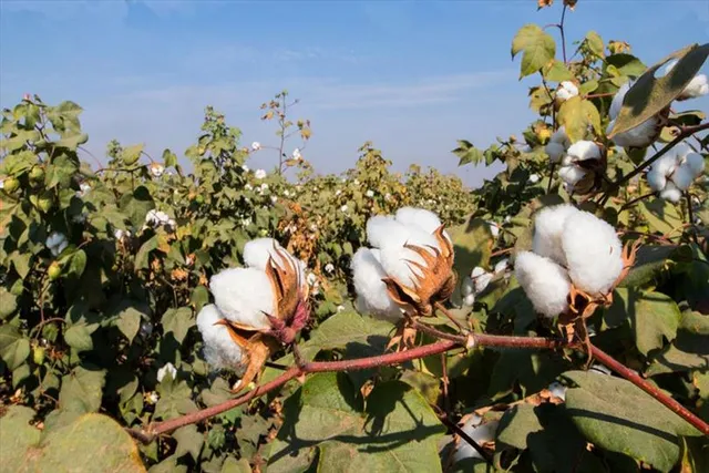 কৃষকদের তুলা চাষে উৎসাহিত করছে  সরকার