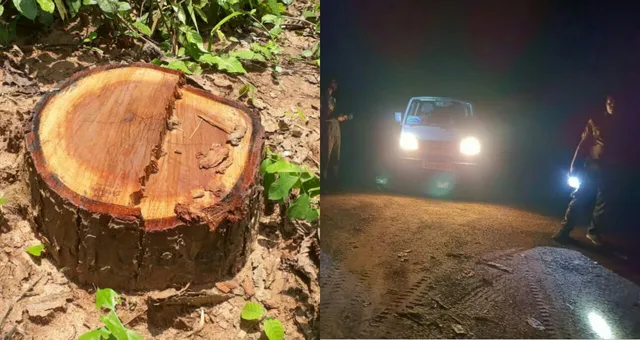 গাছ পাচার রুখতে কড়া নজরদারি বনকর্মীদের