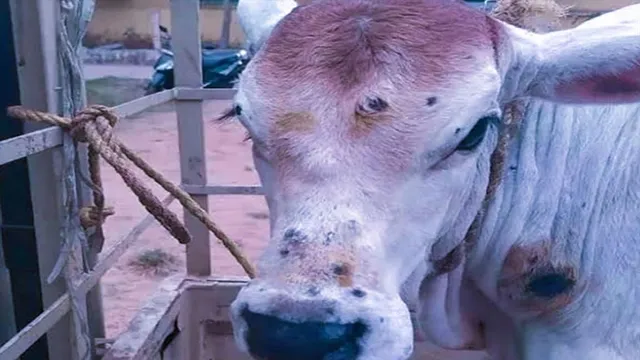 লাম্পিতে আক্রান্ত প্রায় এক লক্ষ গবাদি পশু