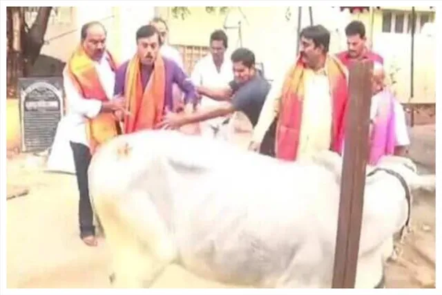 বিজেপি সাংসদকে গরুর লাথি, ভাইরাল পুরনো ভিডিও