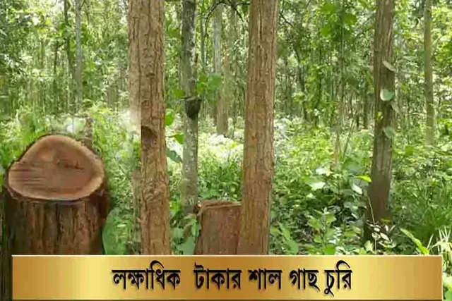 সক্রিয় গাছ পাচার চক্র, দু'লক্ষ টাকার শাল গাছ চুরি