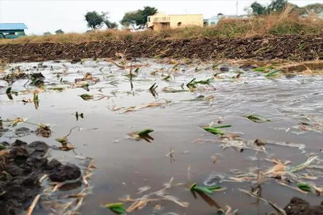 নাসিকে অকাল বৃষ্টিতে ক্ষতির মুখে কৃষকরা